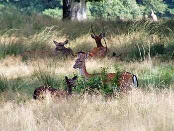 De Hoge Veluwe