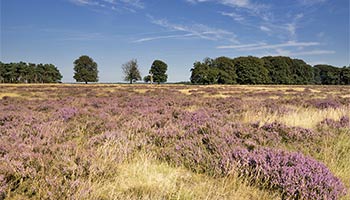 Landschaft in der Veluwe