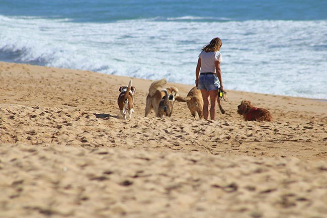 Hunde am Strand in Zandvoort